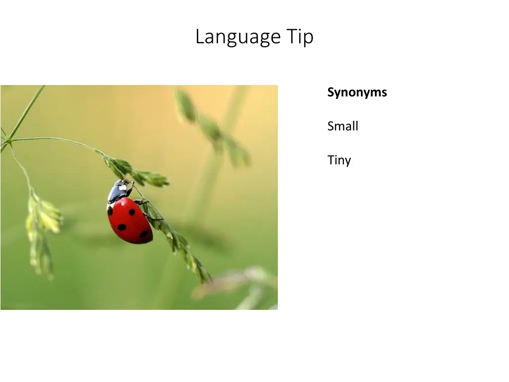 language tip 21