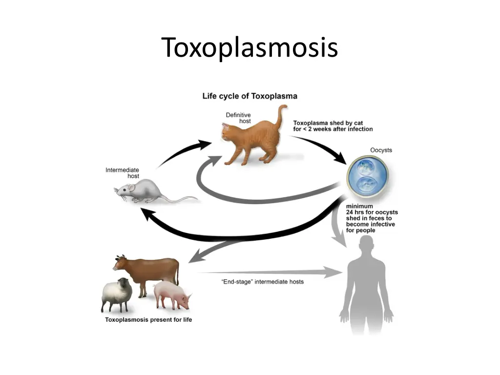 toxoplasmosis 1