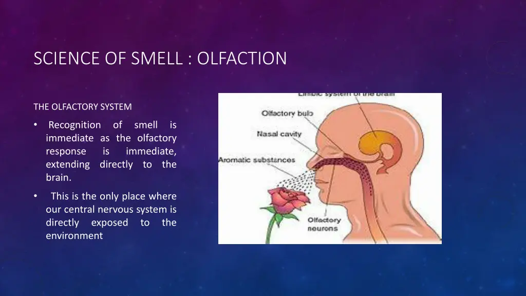 science of smell olfaction 1