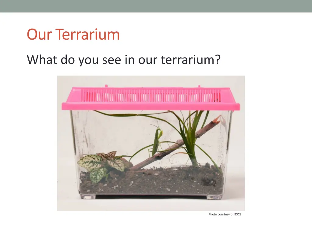 our terrarium