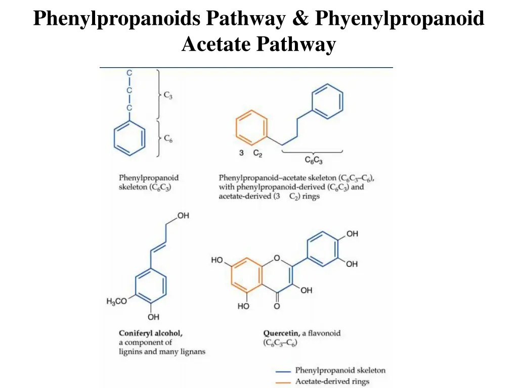 phenylpropanoids pathway phyenylpropanoid acetate