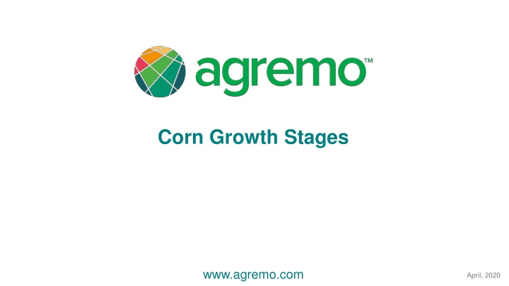 corn growth stages