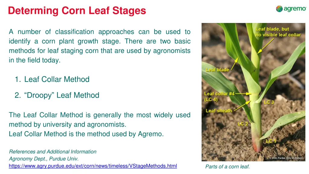 determing corn leaf stages