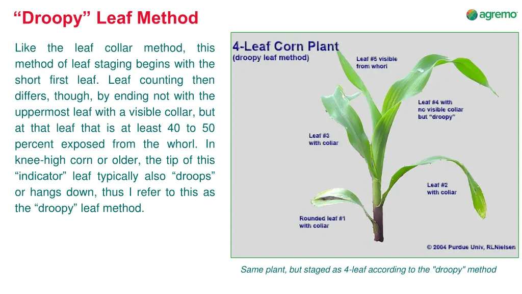 droopy leaf method