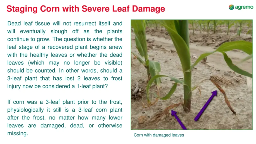 staging corn with severe leaf damage