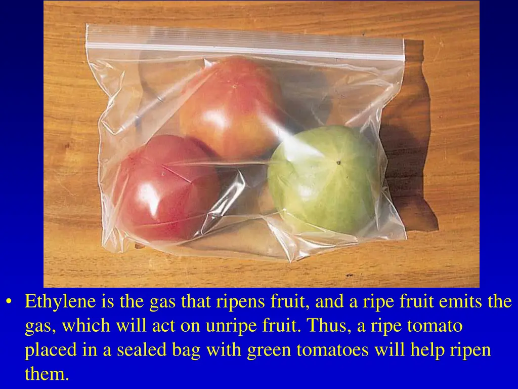 ethylene is the gas that ripens fruit and a ripe