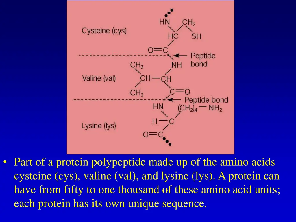 part of a protein polypeptide made