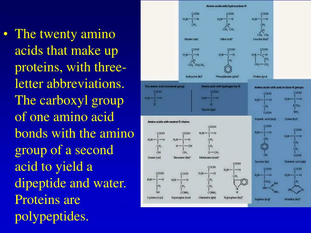 the twenty amino acids that make up proteins with