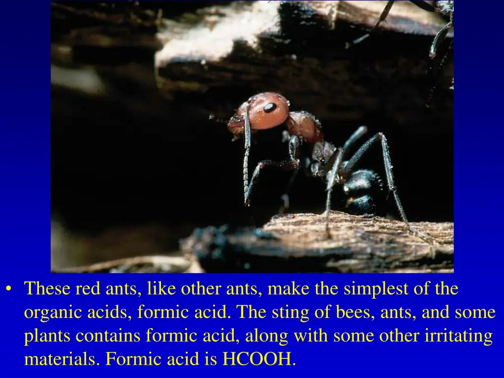 these red ants like other ants make the simplest