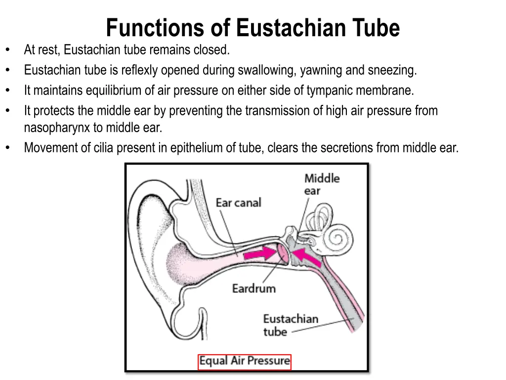 functions of eustachian tube at rest eustachian