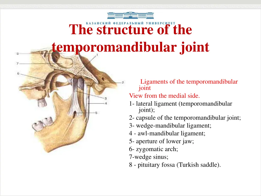 the structure of the temporomandibular joint