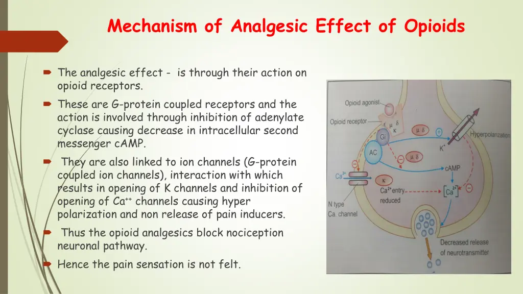 mechanism of analgesic effect of opioids