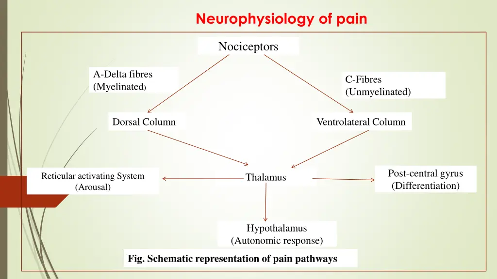 neurophysiology of pain