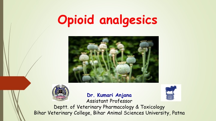 opioid analgesics