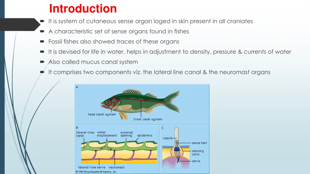 introduction it is system of cutaneous sense