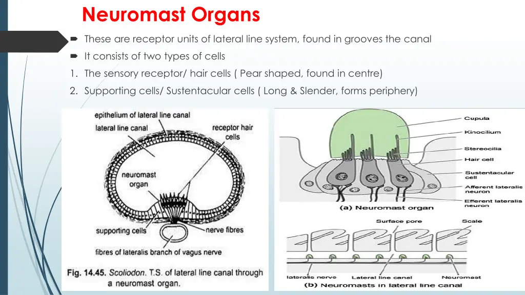 neuromast organs