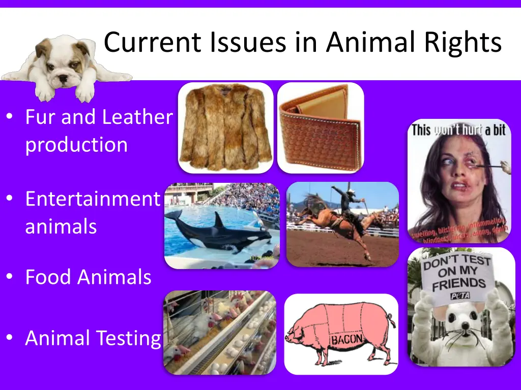 current issues in animal rights