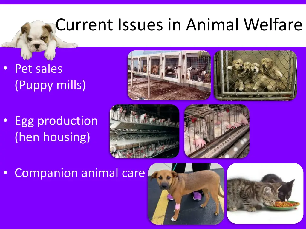 current issues in animal welfare