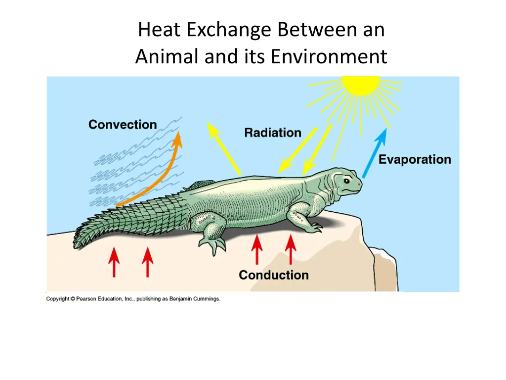 heat exchange between an animal