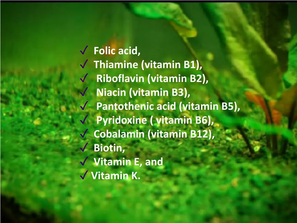 folic acid thiamine vitamin b1 riboflavin vitamin