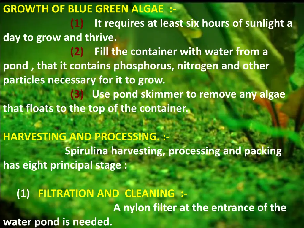 growth of blue green algae 1 day to grow