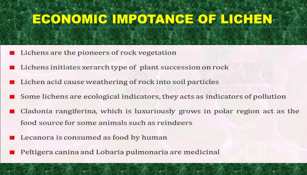 economic impotance of lichen