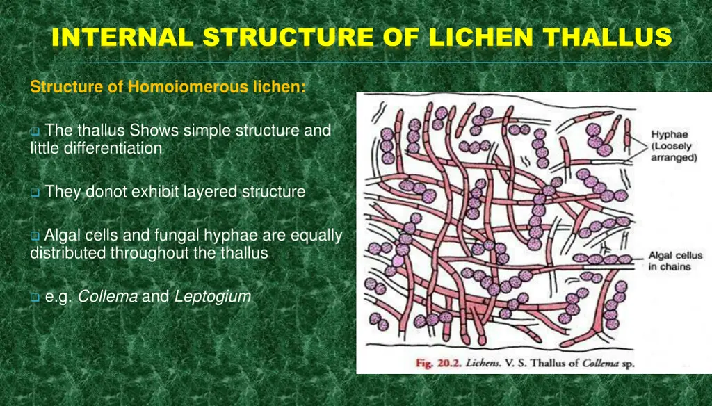 internal structure of lichen thallus 1