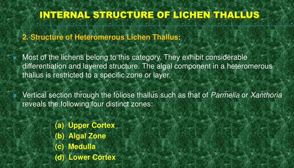 internal structure of lichen thallus 2