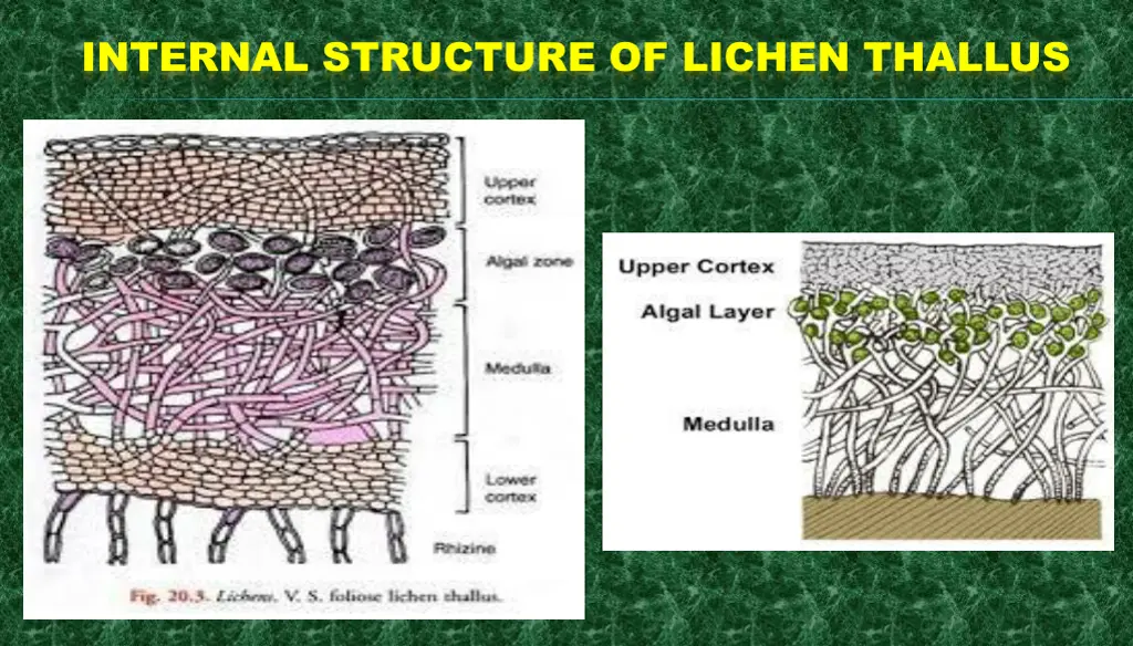 internal structure of lichen thallus 3