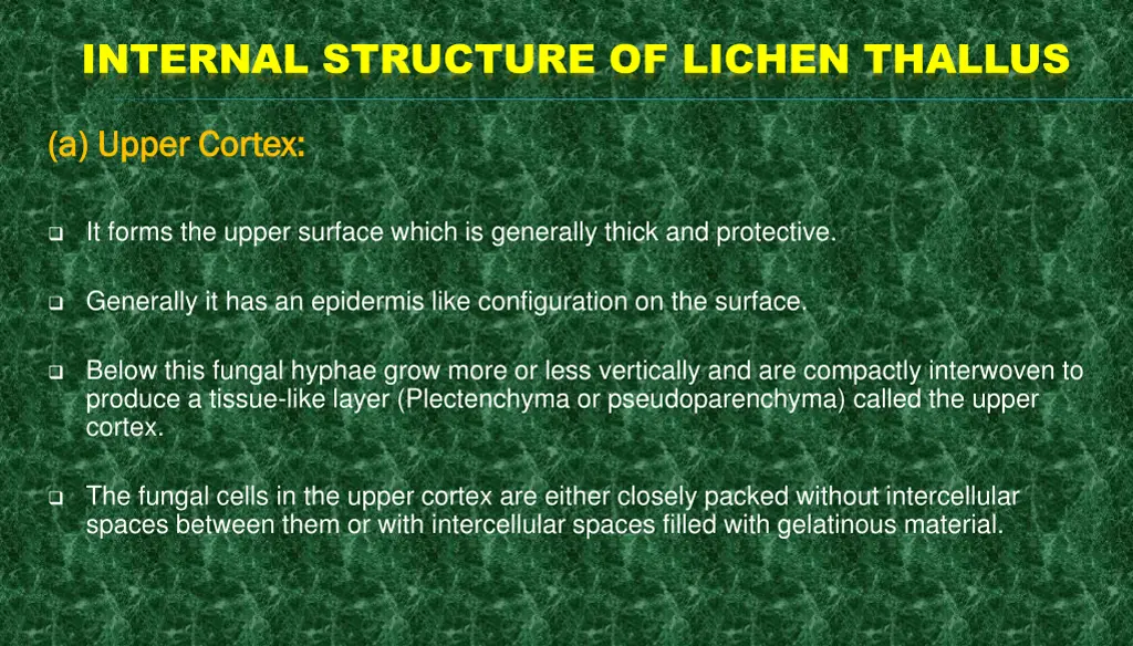 internal structure of lichen thallus 4