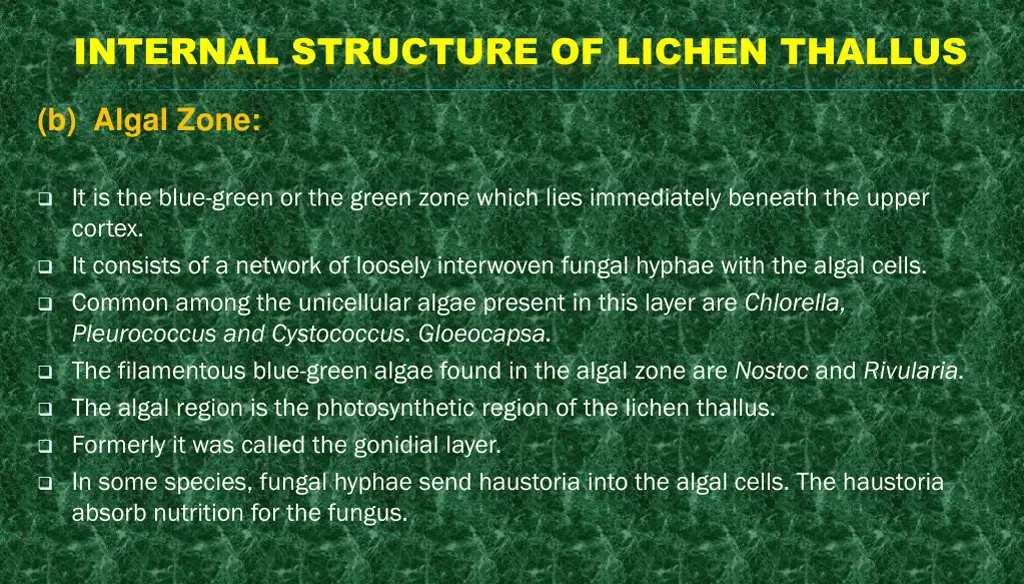 internal structure of lichen thallus 5