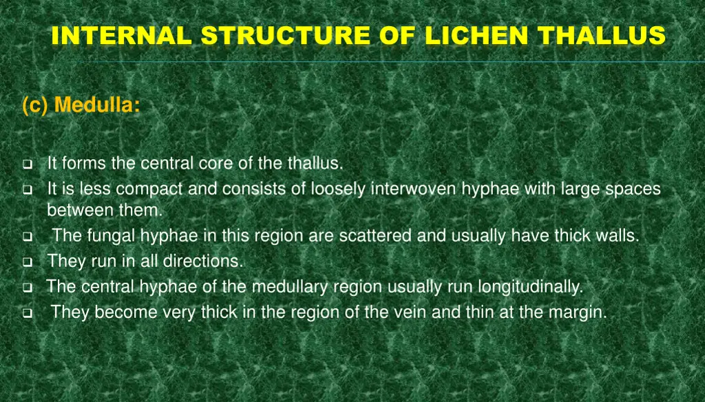 internal structure of lichen thallus 6