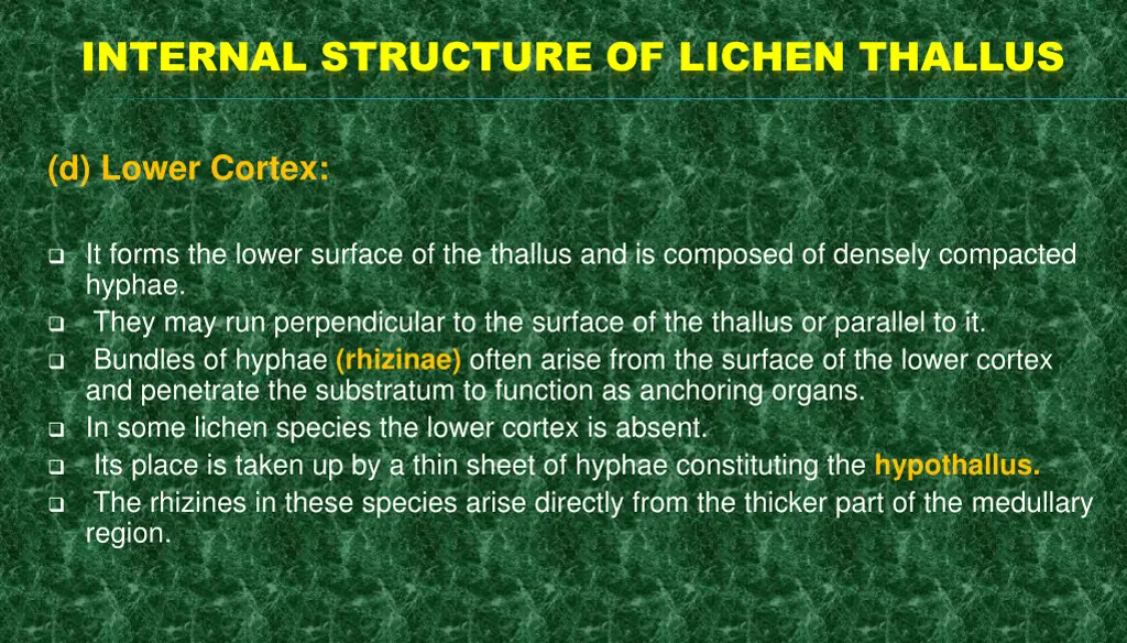 internal structure of lichen thallus 7