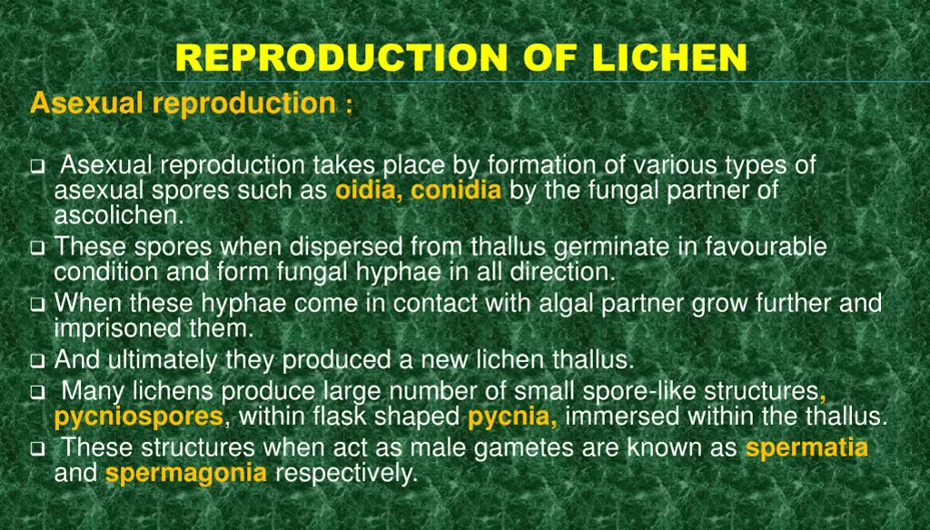 reproduction of lichen 1