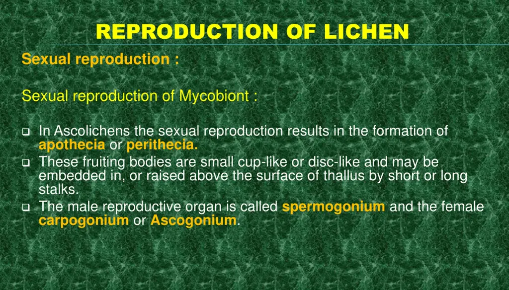 reproduction of lichen 2