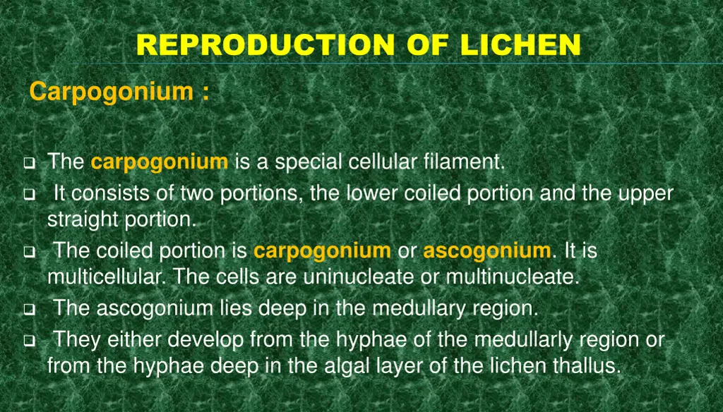 reproduction of lichen 3