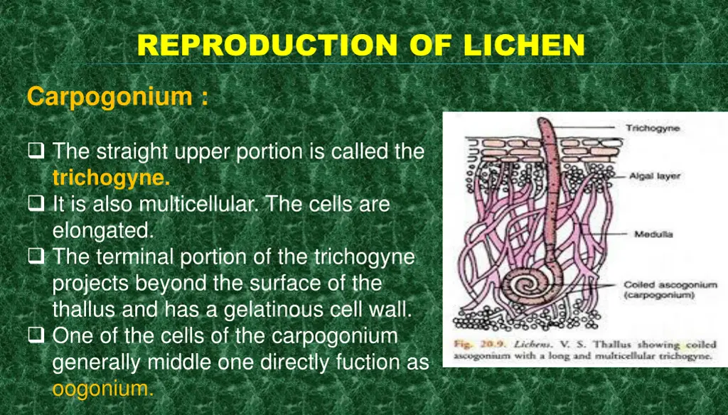 reproduction of lichen 4