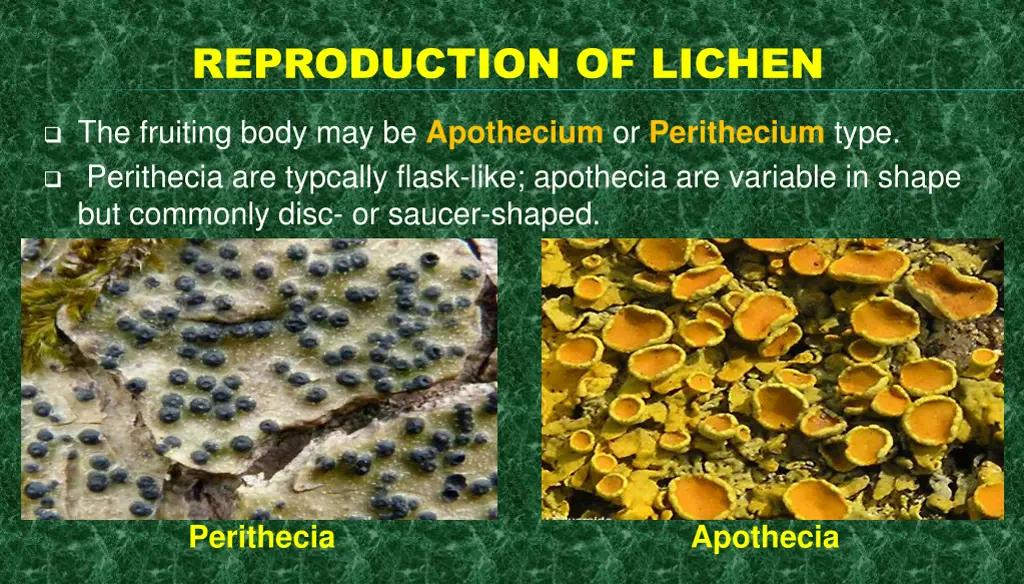 reproduction of lichen 5