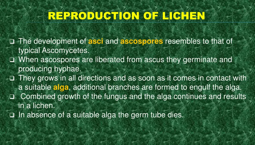 reproduction of lichen 6