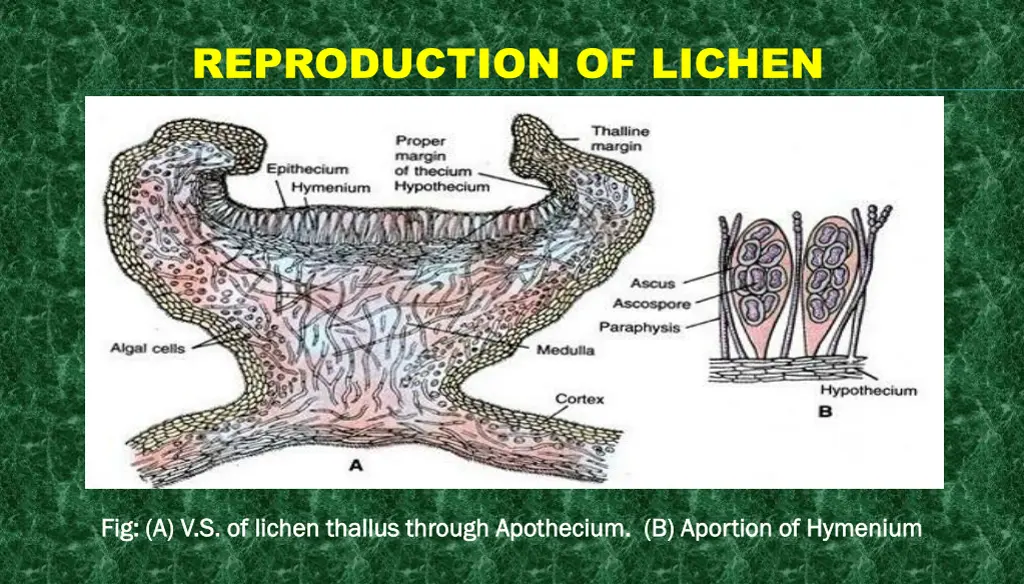 reproduction of lichen 7