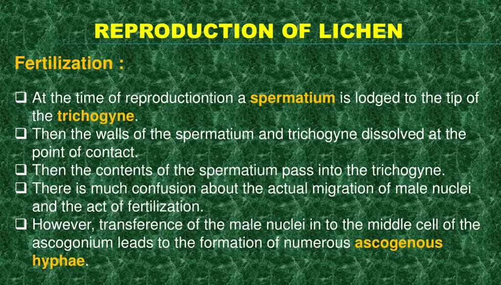 reproduction of lichen fertilization