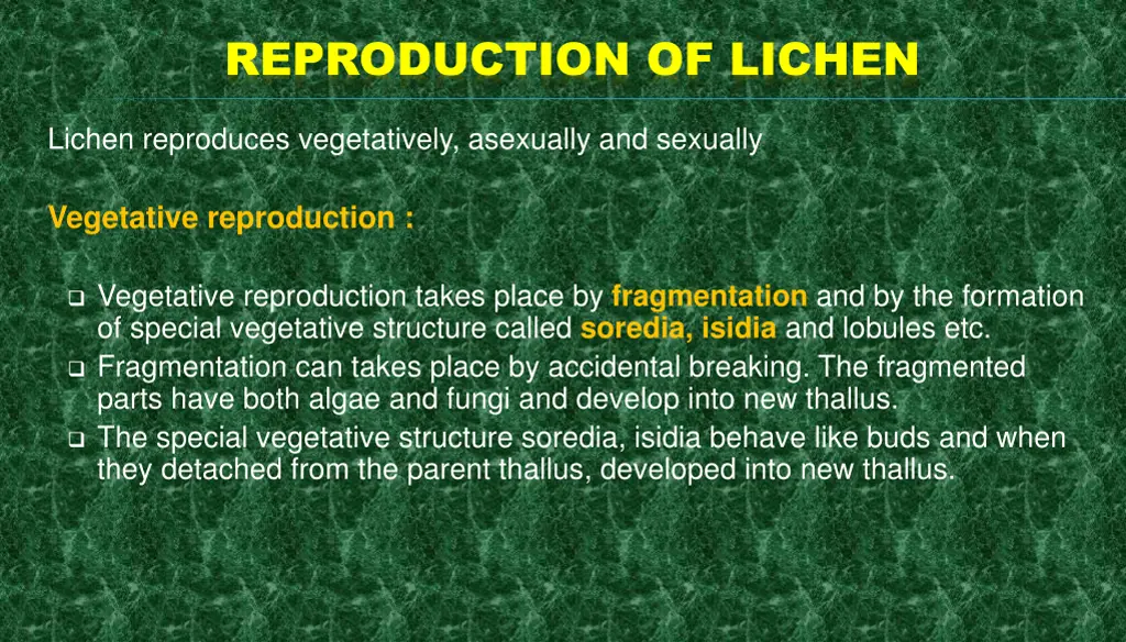 reproduction of lichen