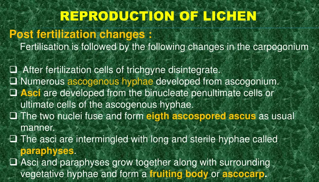 reproduction of lichen post fertilization changes