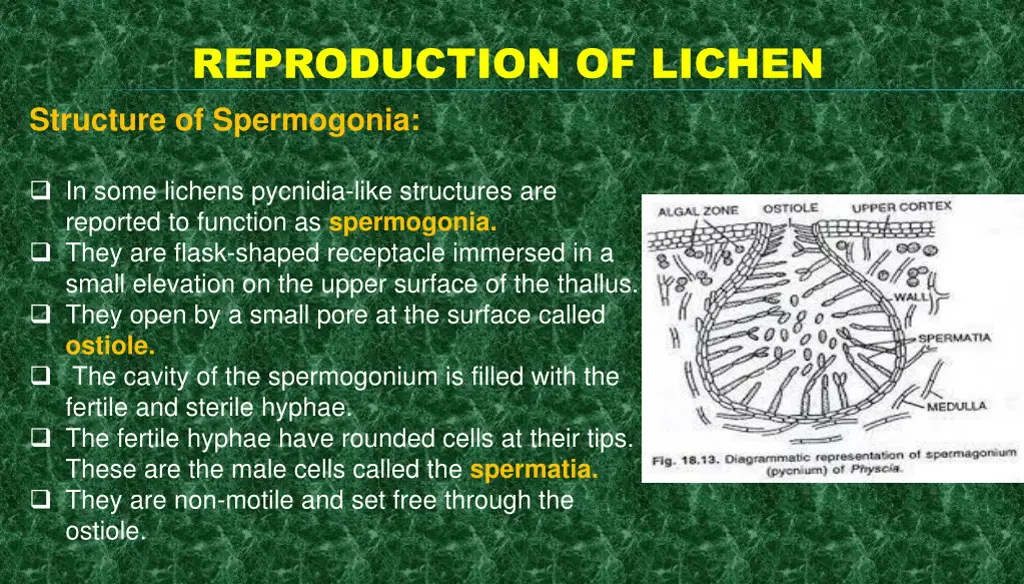 reproduction of lichen structure of spermogonia