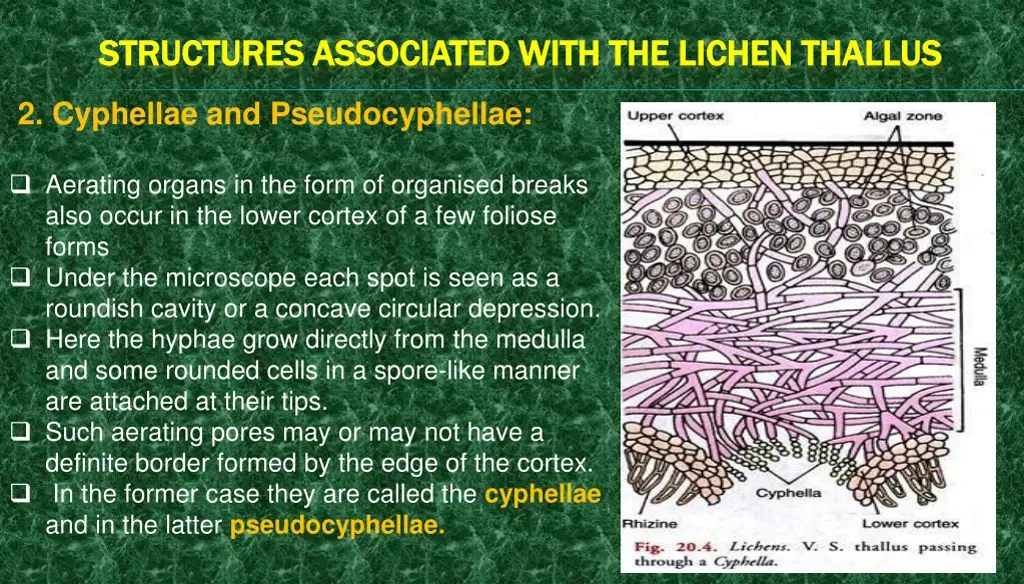 structures associated with the lichen structures 1