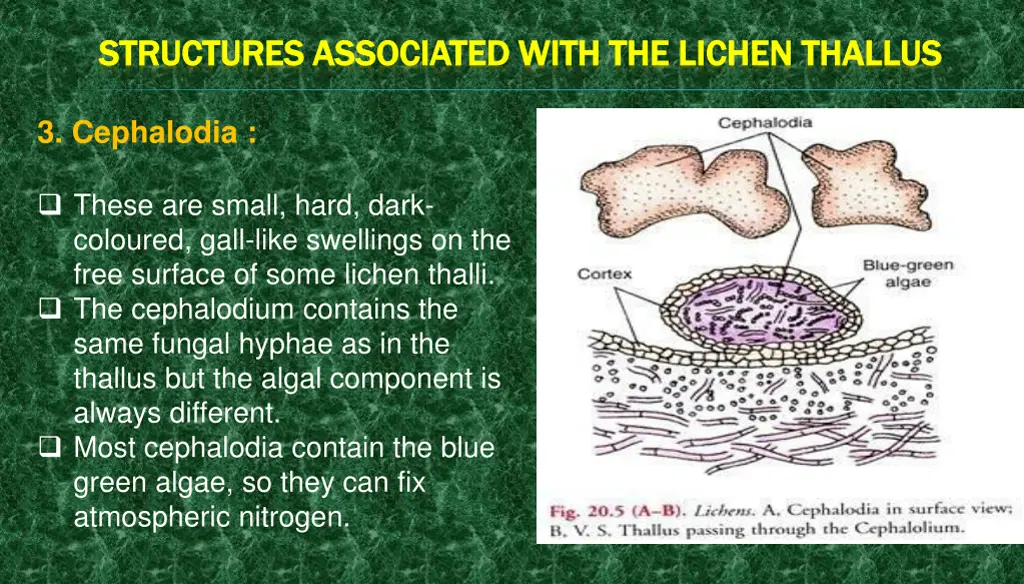 structures associated with the lichen structures 2