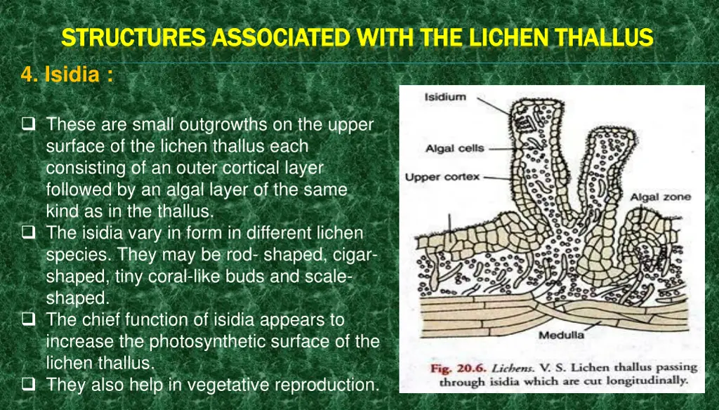 structures associated with the lichen structures 3