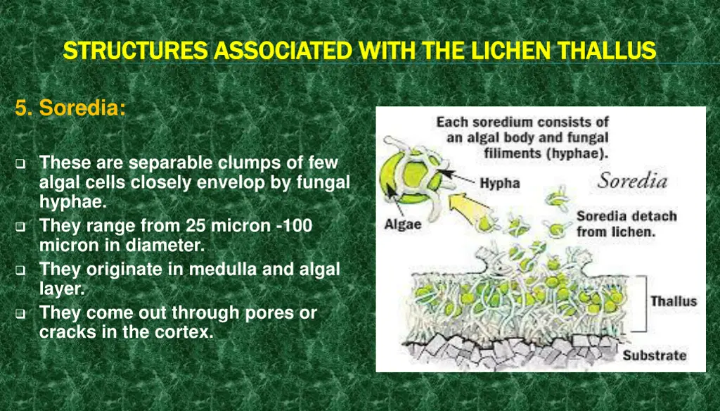 structures associated with the lichen structures 4