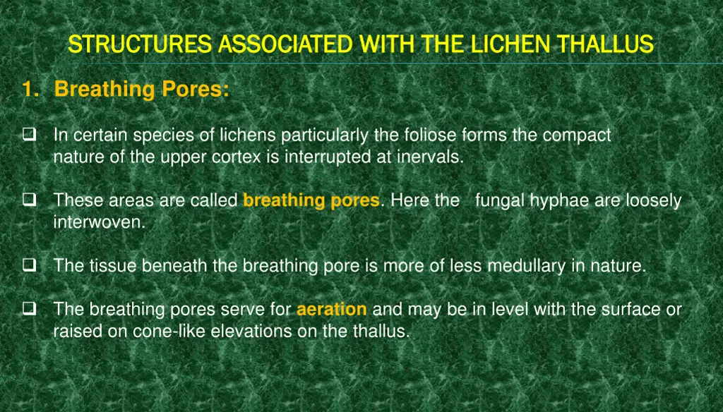 structures associated with the lichen thallus