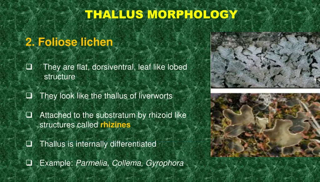 thallus morphology 1